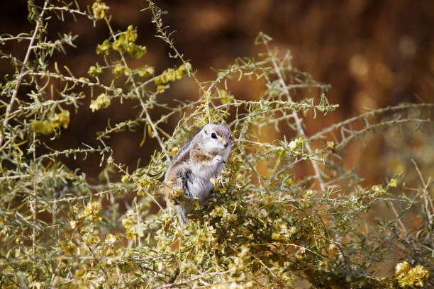 Harriss-Antelope-Squirrel