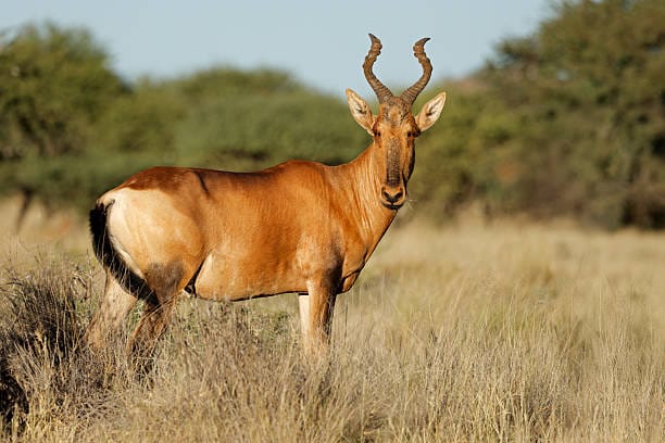 Hartebeest