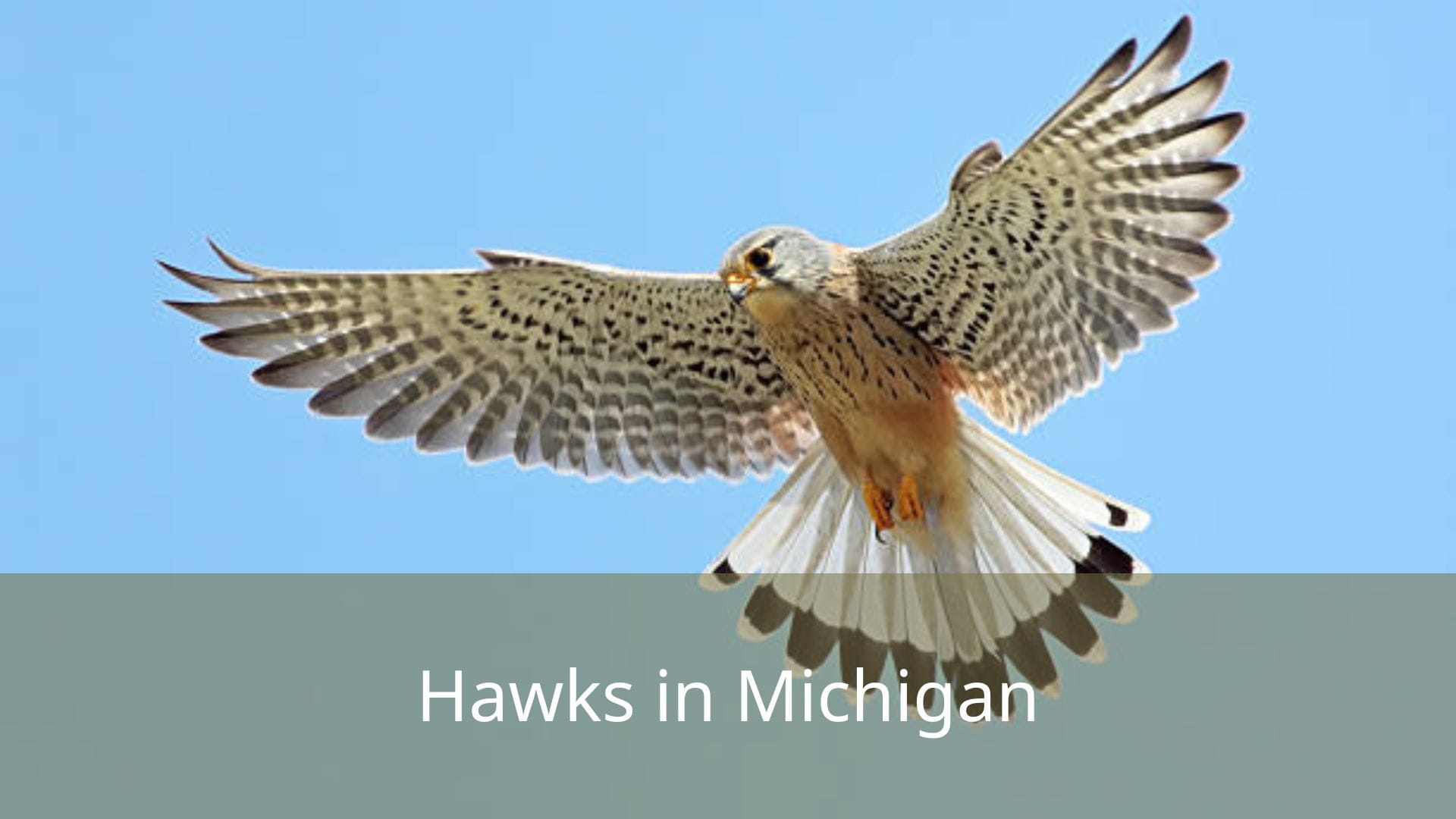 Hawks-in-Michigan