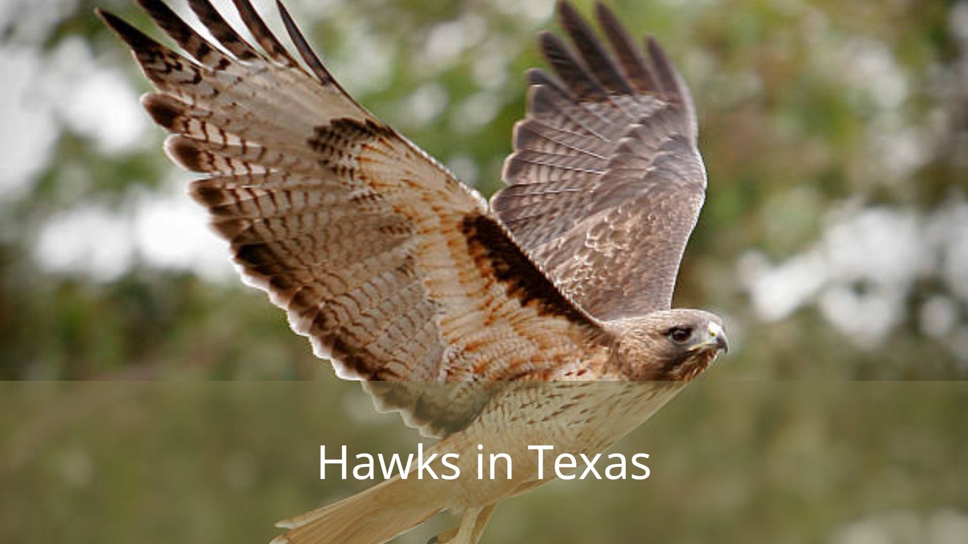 Hawks-in-Texas