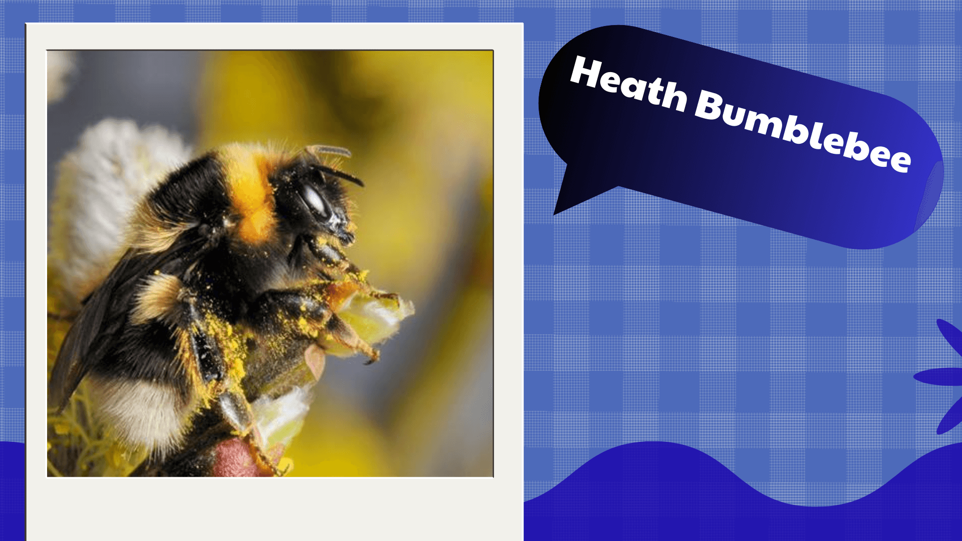 Heath Bumblebee