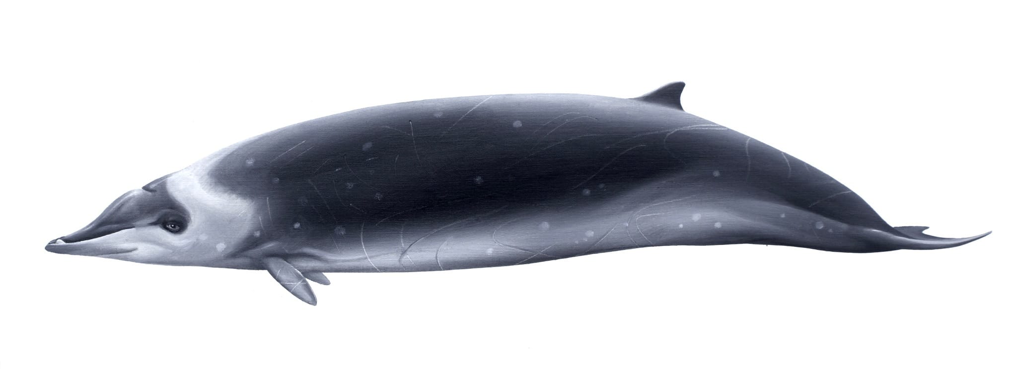 Hectors-Beaked-Whale