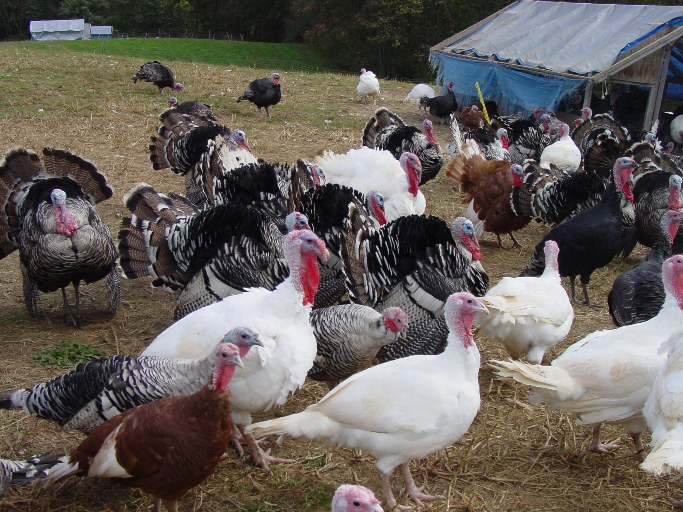 Heritage_Turkeys_in_MD