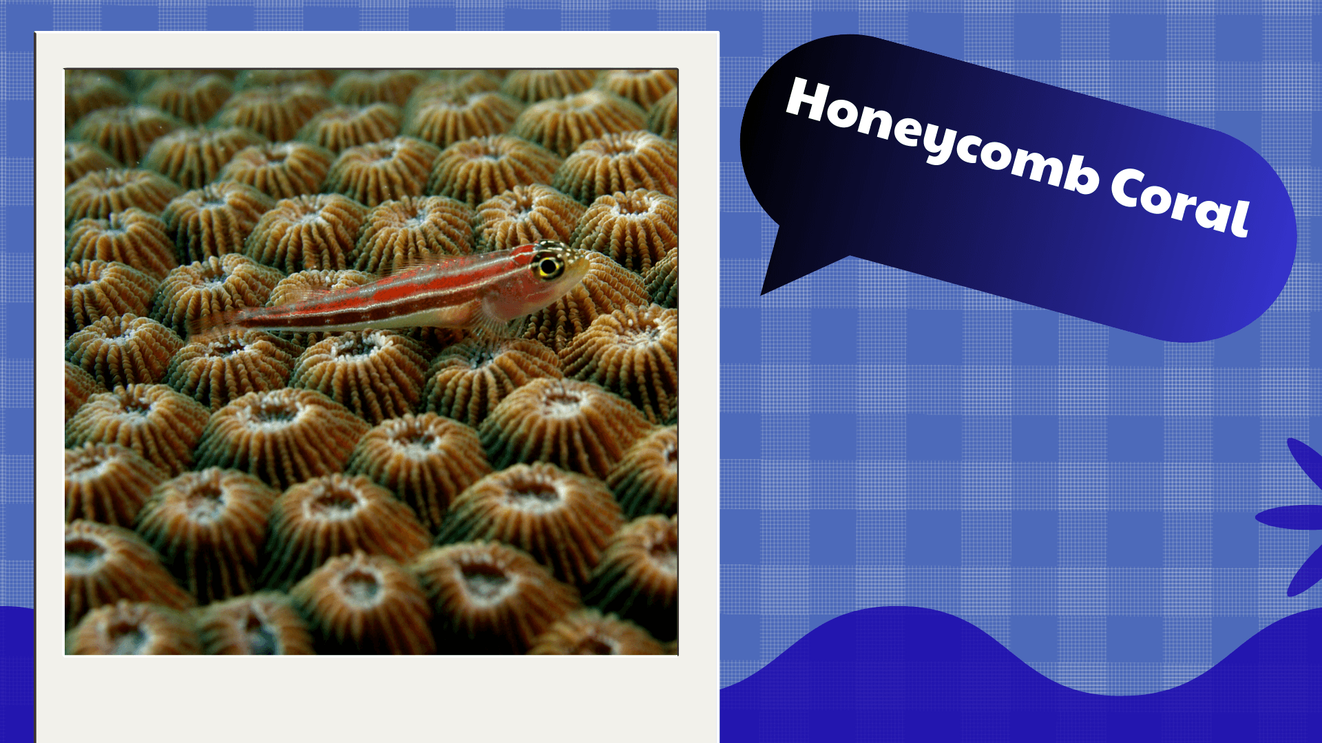 Honeycomb Coral