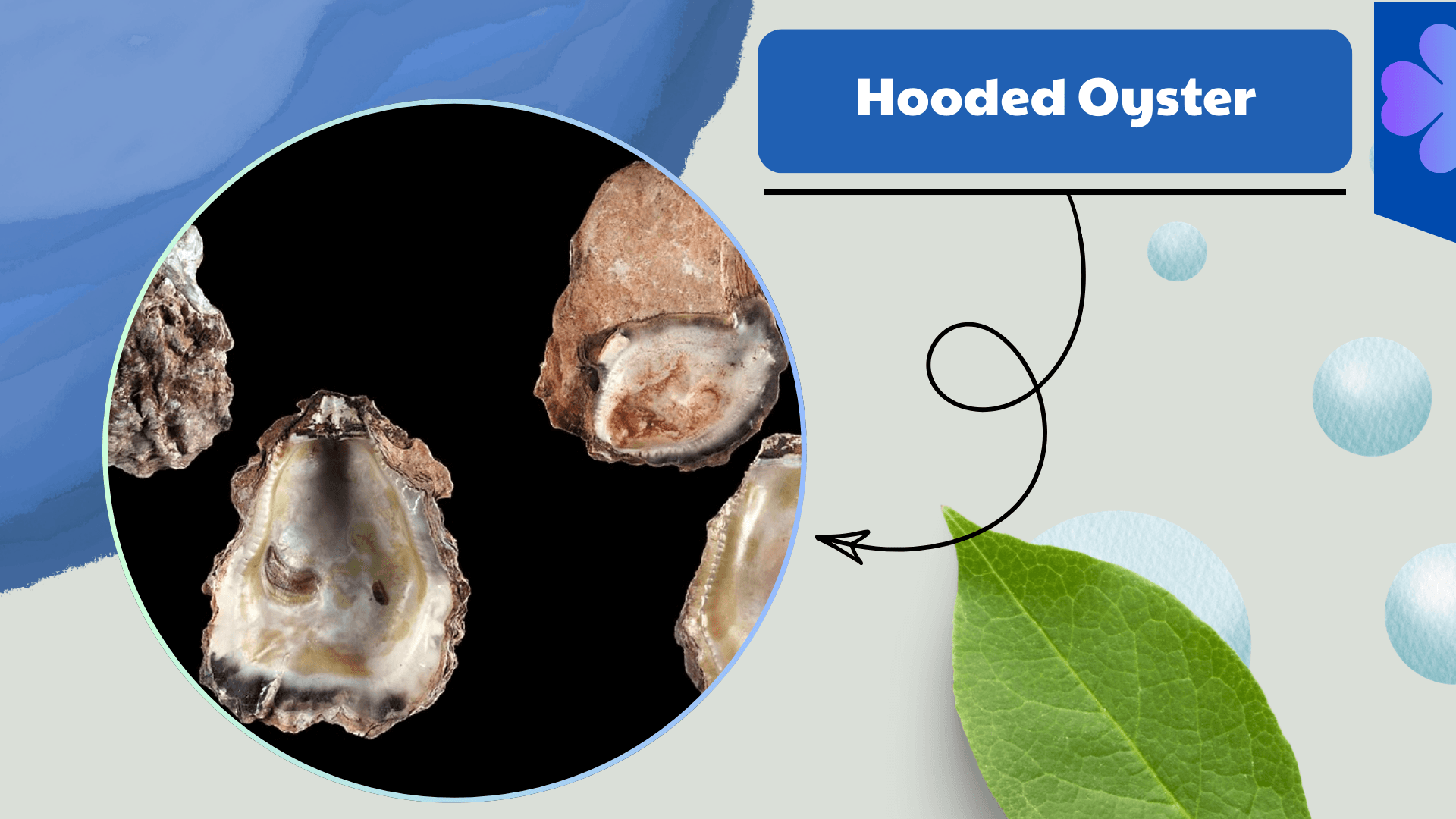 Hooded-Oyster