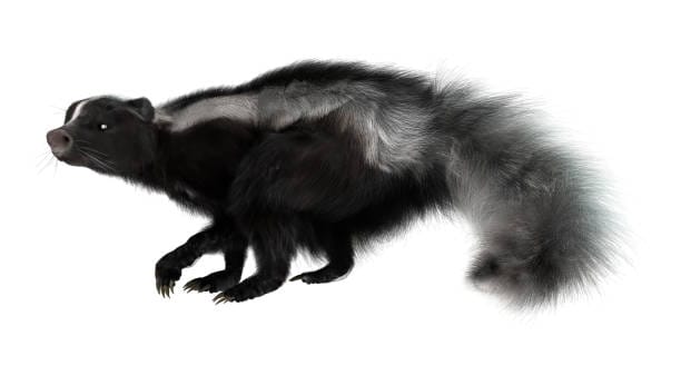 Hooded-Skunk