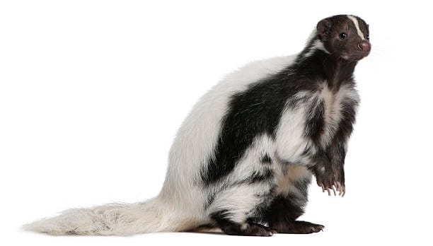 Hooded-Skunk