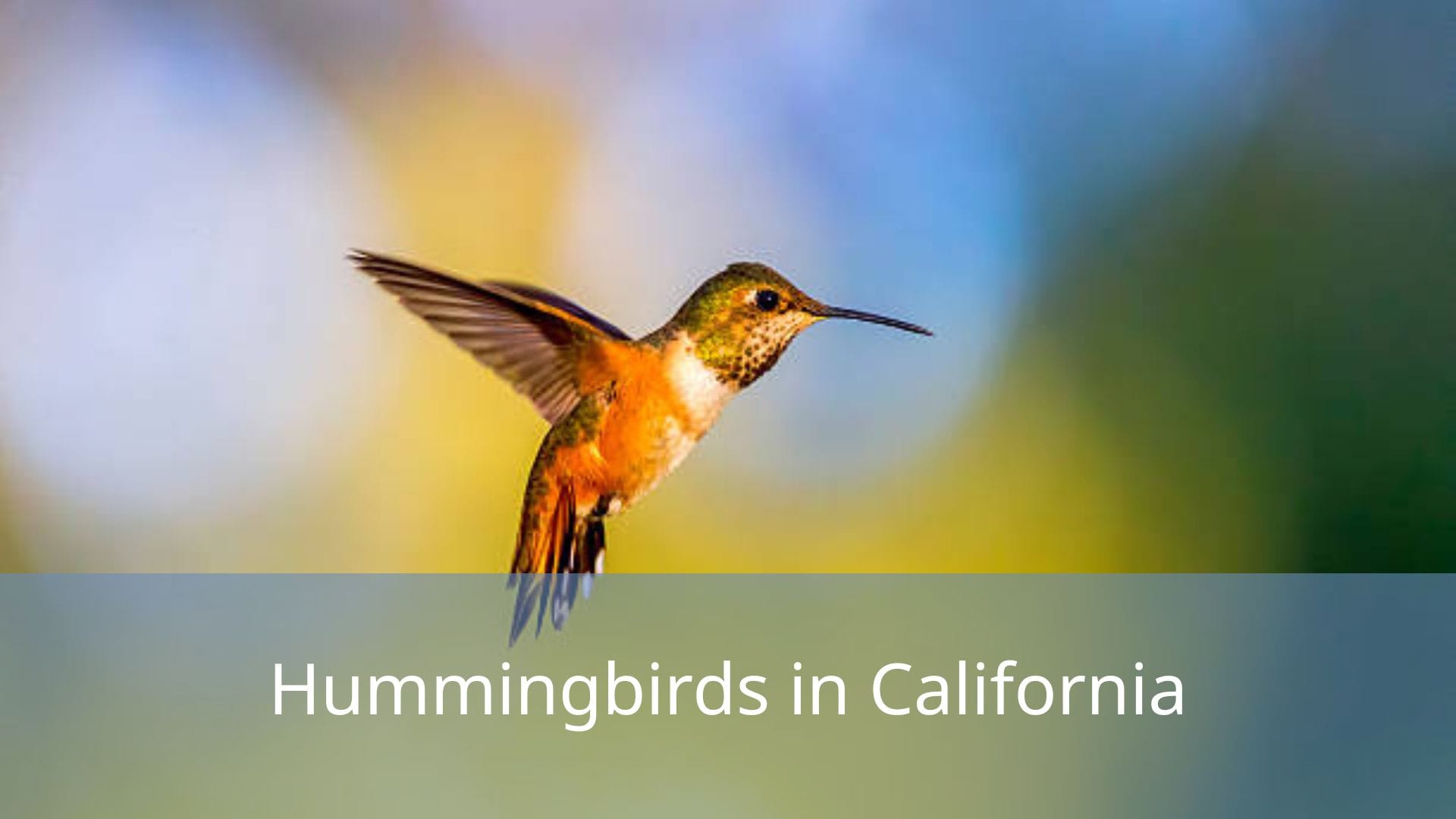 Hummingbirds-in-California