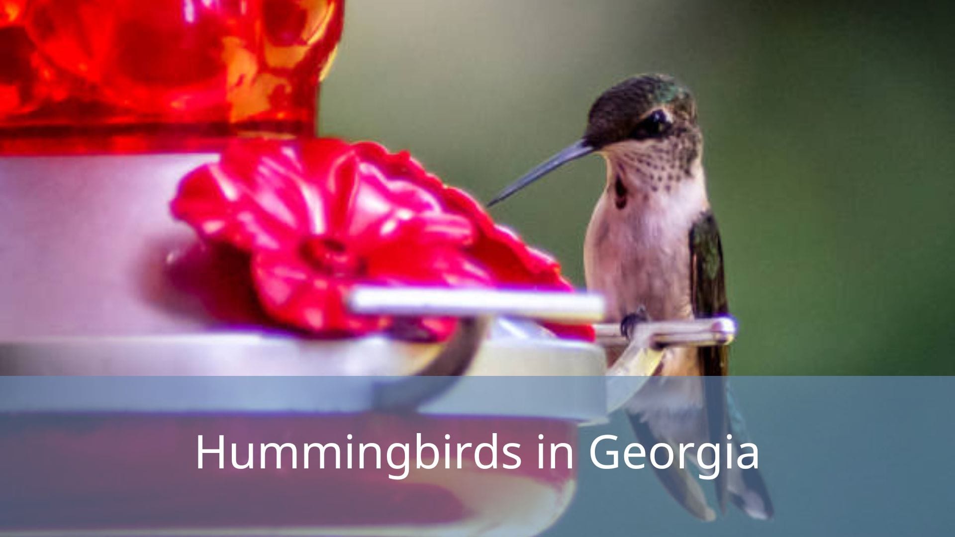 Hummingbirds-in-Georgia
