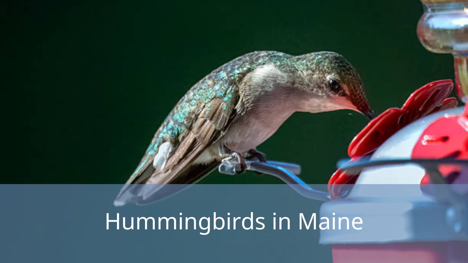 Hummingbirds-in-Maine