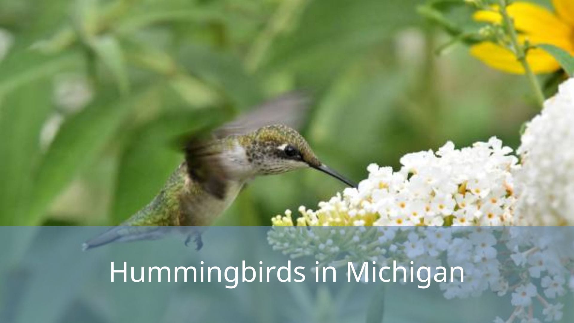 Hummingbirds-in-Michigan