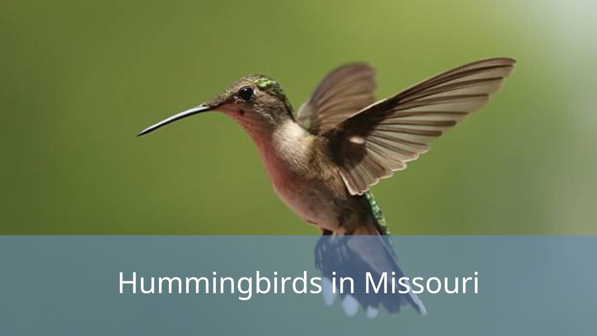 Hummingbirds-in-Missouri