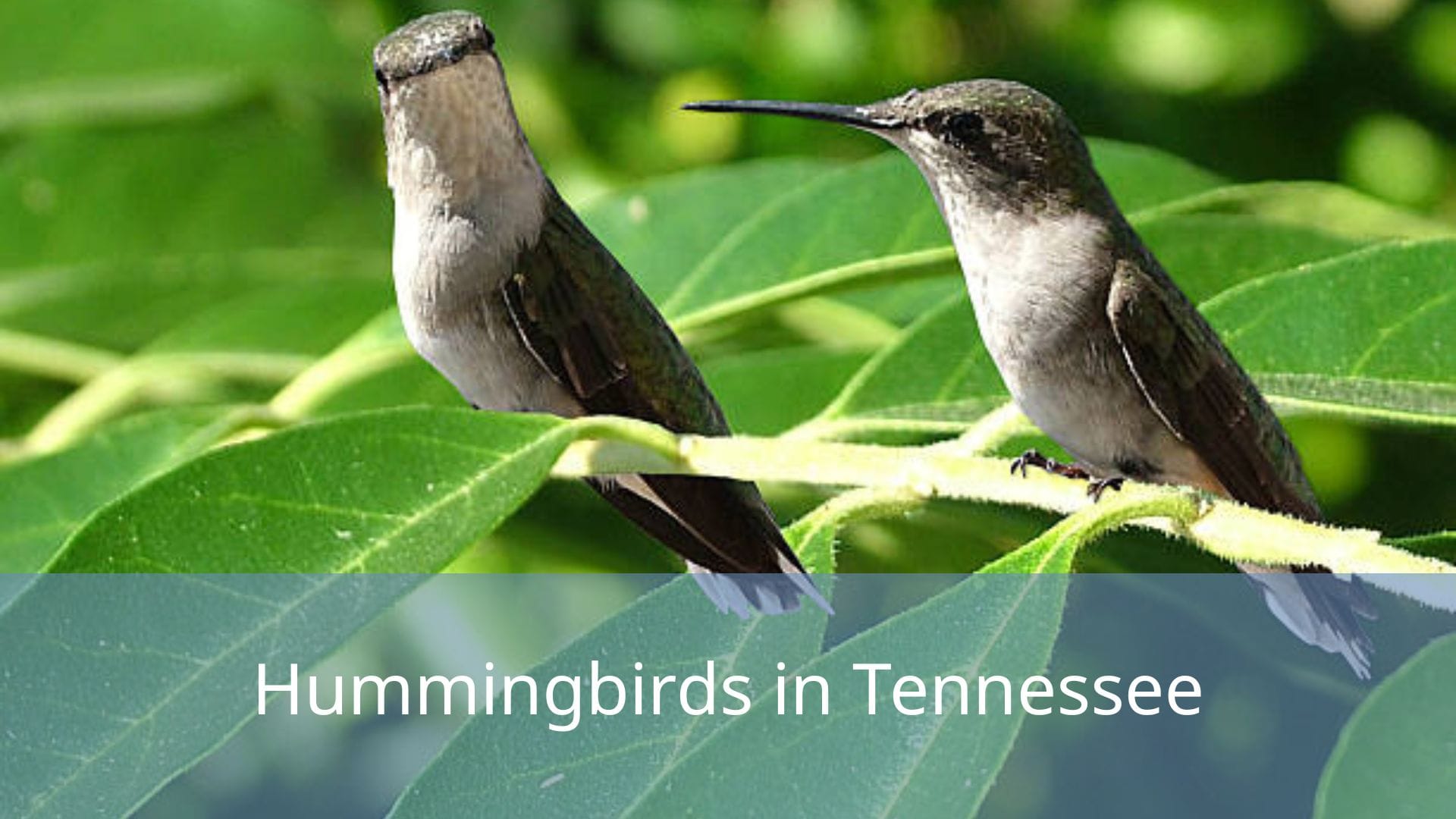 Hummingbirds-in-Tennessee