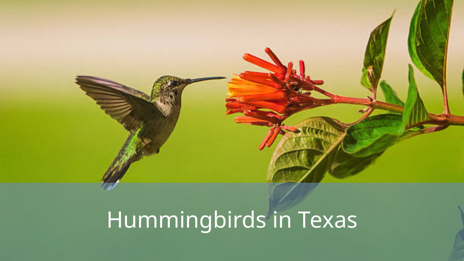 Hummingbirds-in-Texas