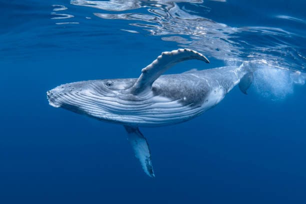 Humpback-Whale