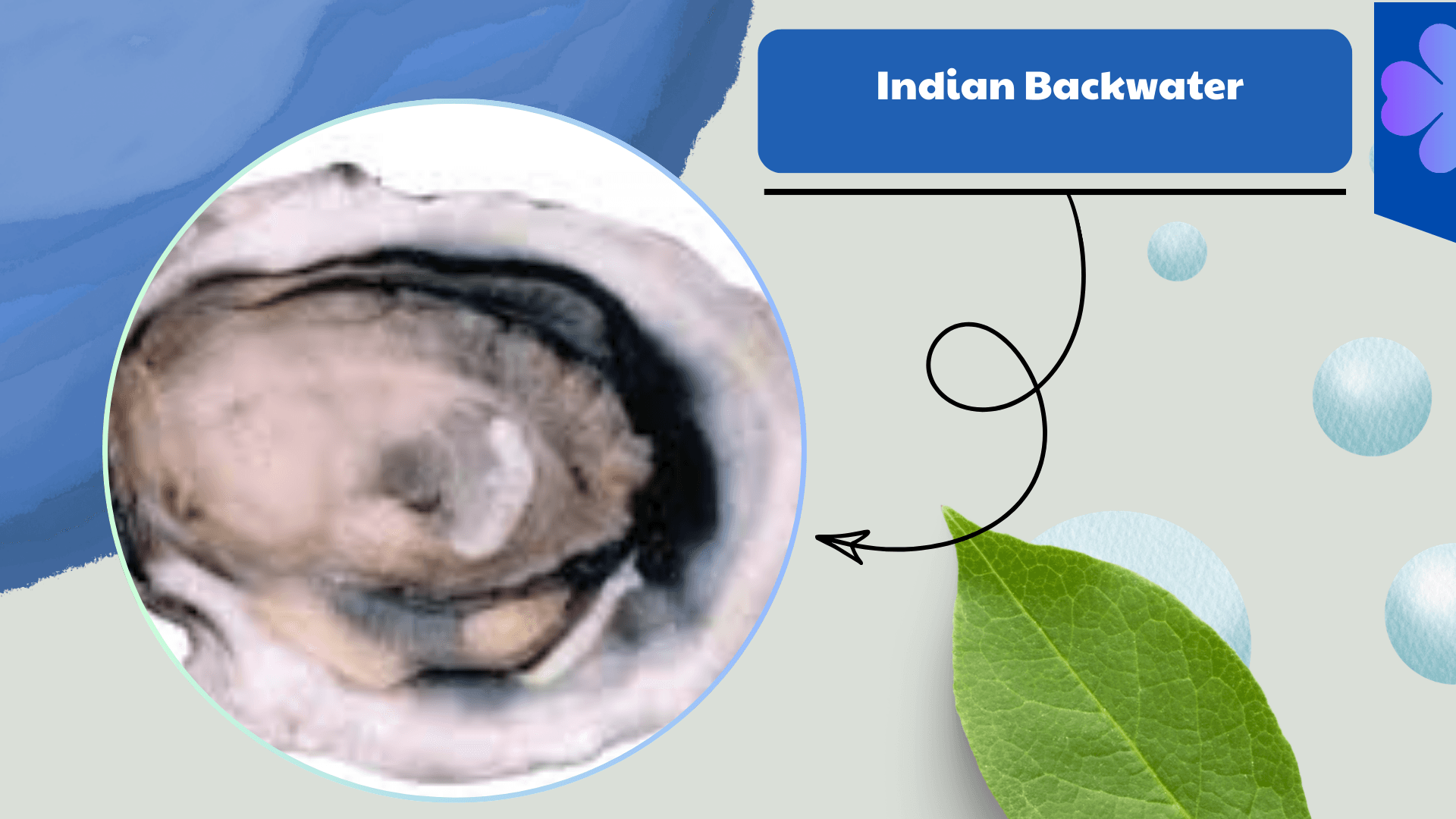 Indian Backwater Oyster