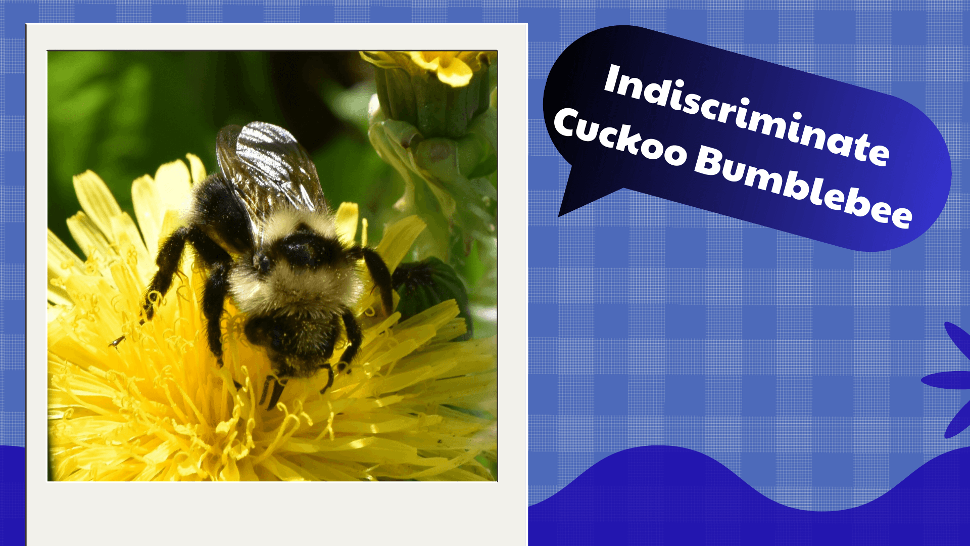 Indiscriminate Cuckoo Bumblebee