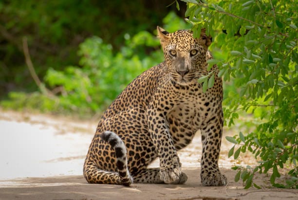 Indochinese-Leopard