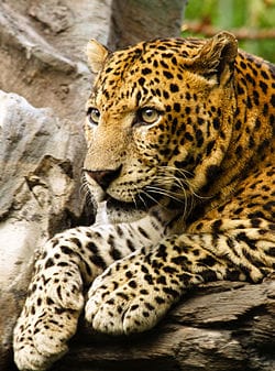 Javan-Leopard