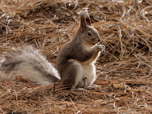 Kaibab-Squirrel