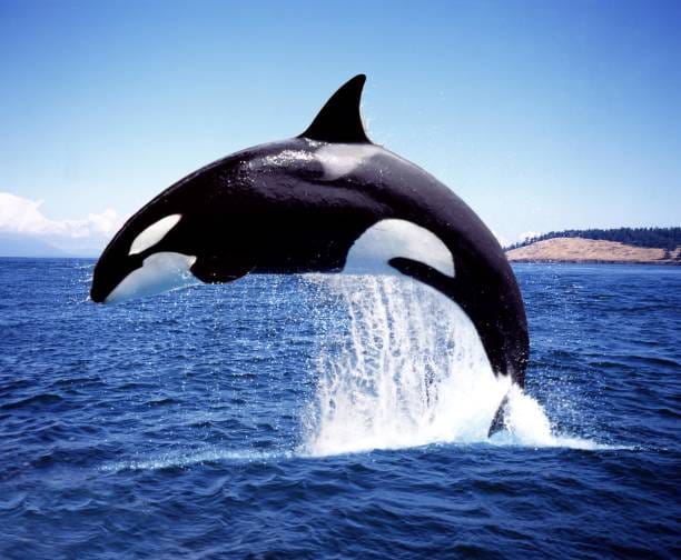Killer-Whale