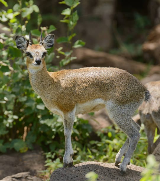 Klipspringer