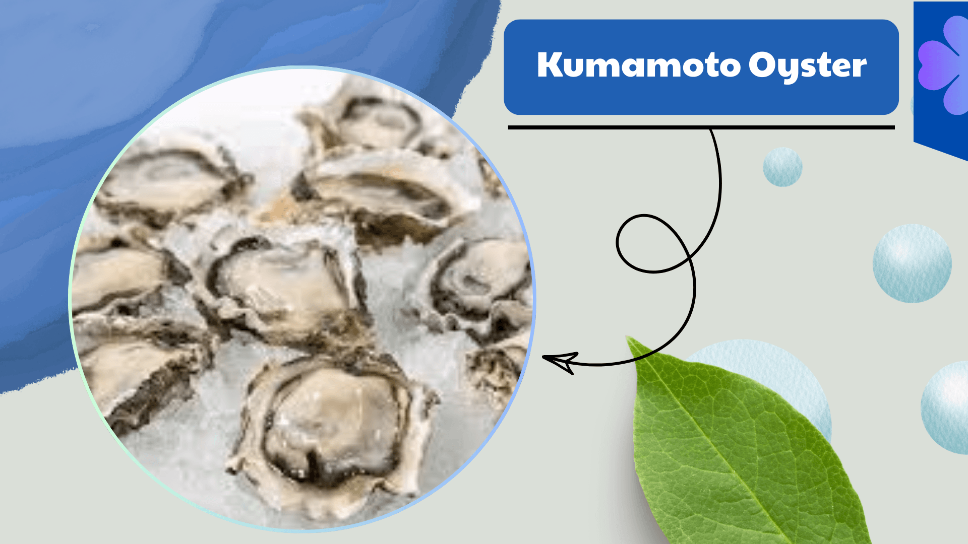 Kumamoto Oyster