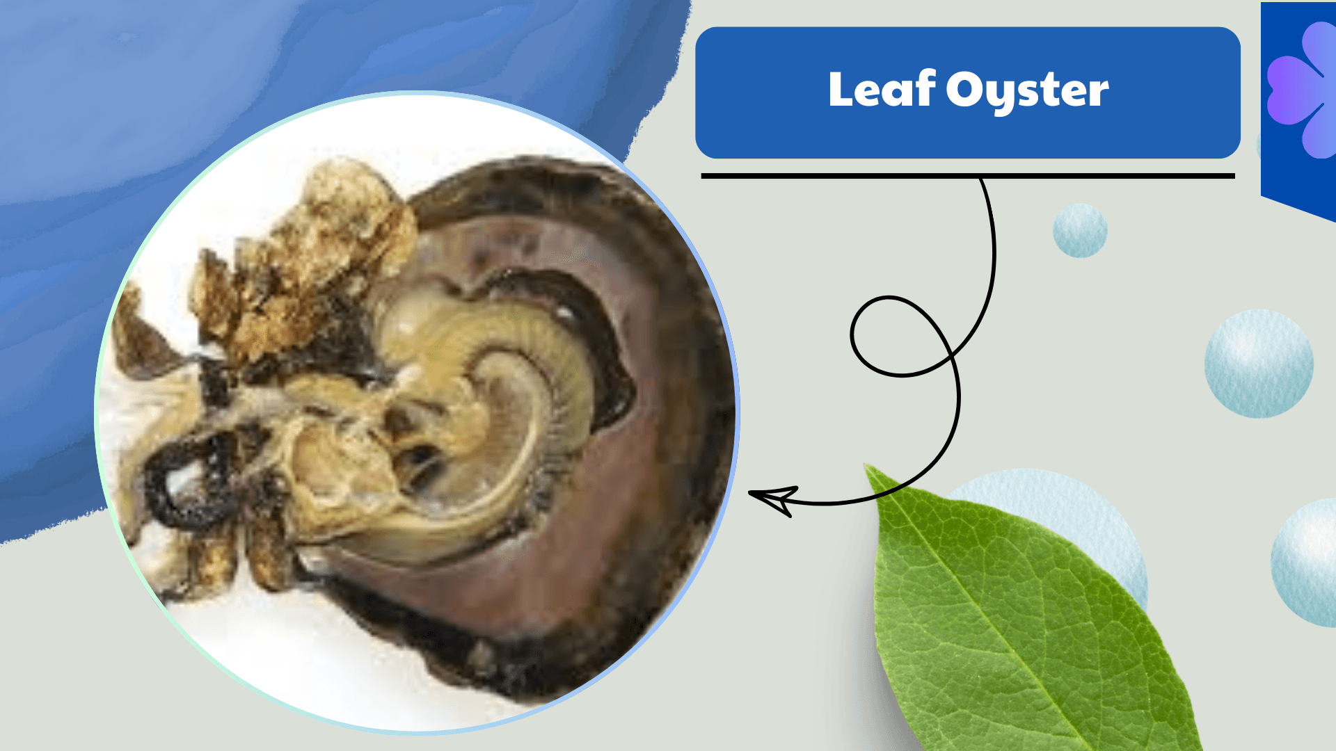 Leaf Oyster