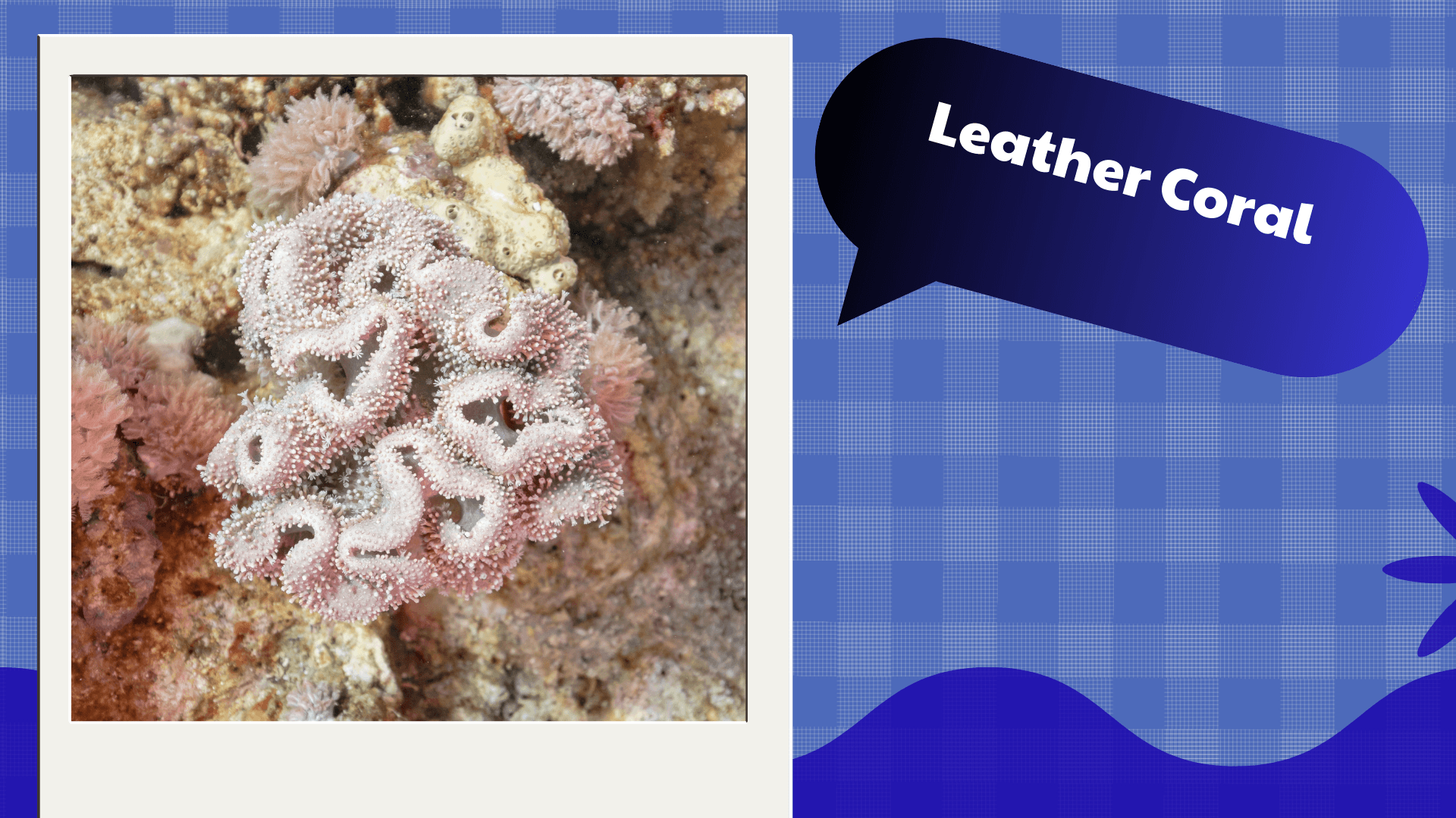 Leather Coral