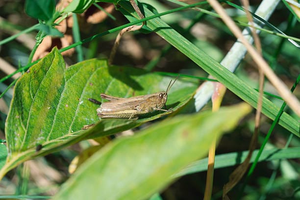 Lesser-Marsh-Grasshopper
