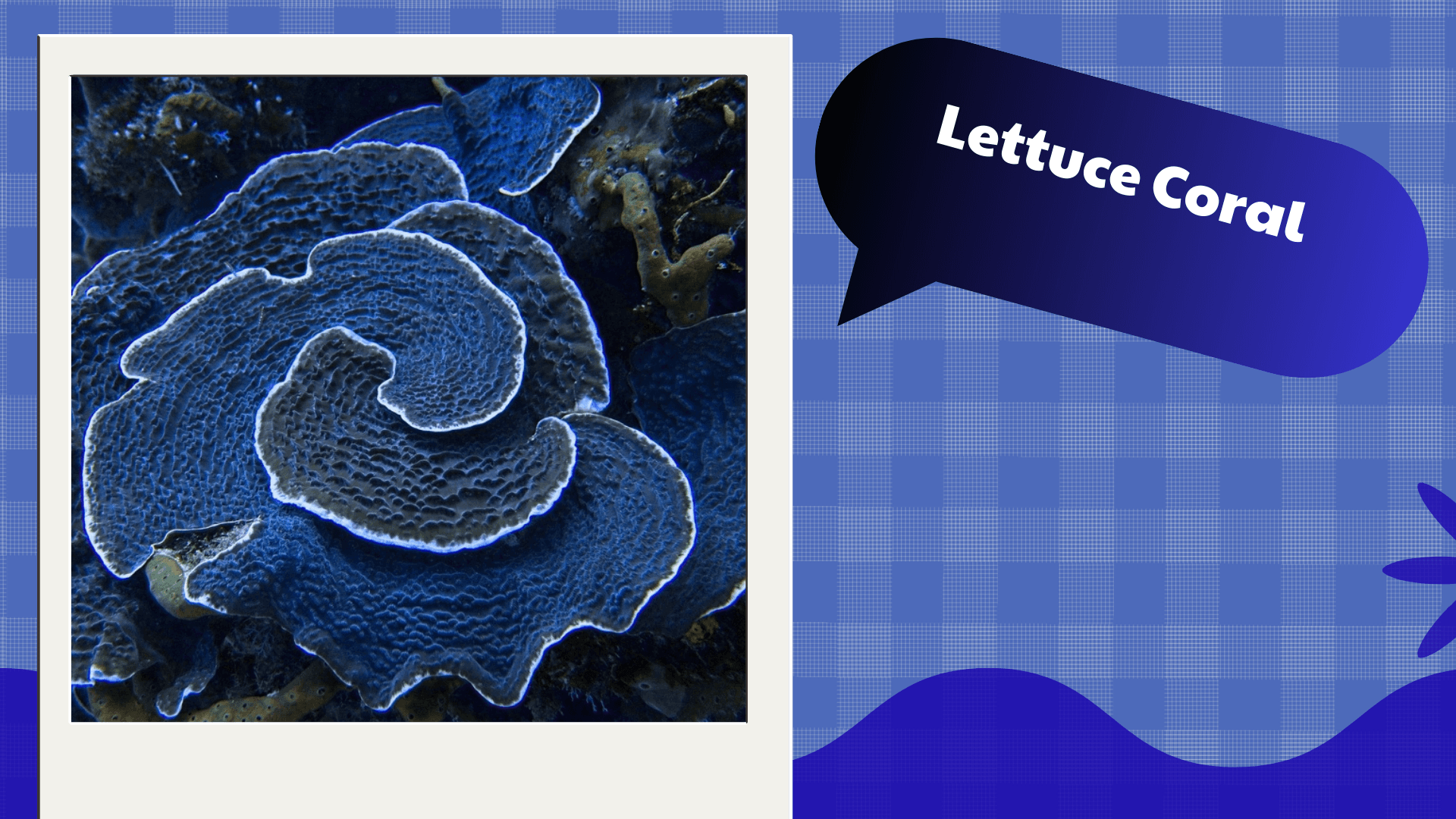 Lettuce Coral