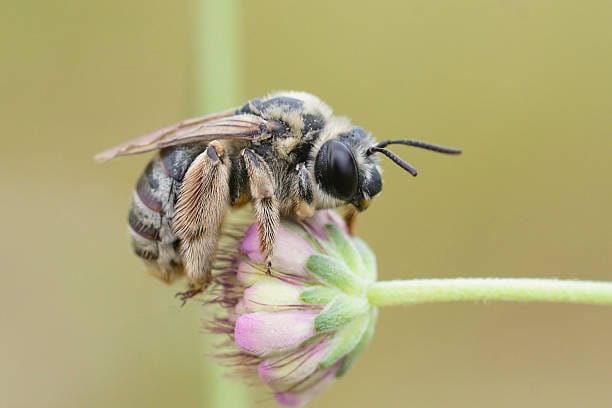Long-Horned-Bee