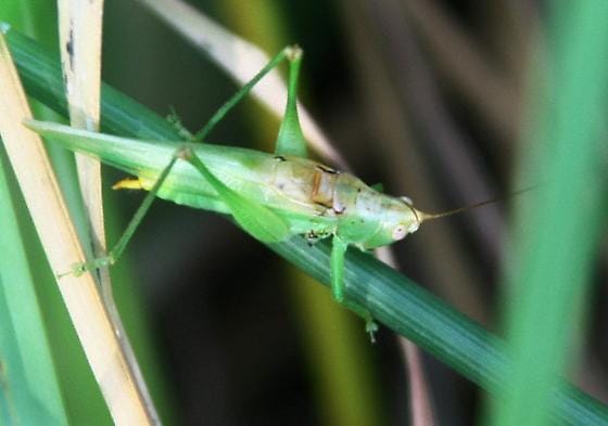 Long-Legged-Grasshopper