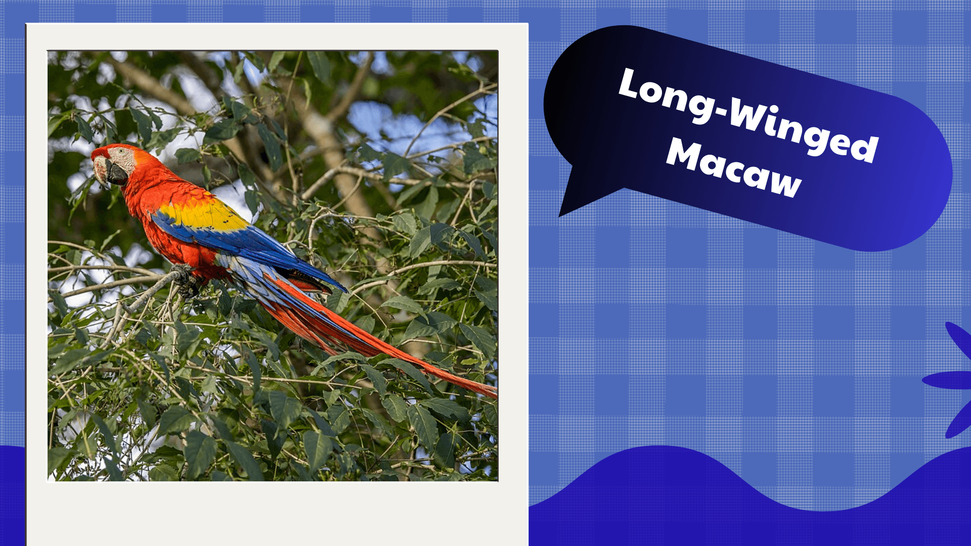 Long-Winged Macaw