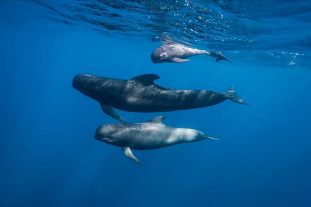 Long‑Finned-Pilot-Whale