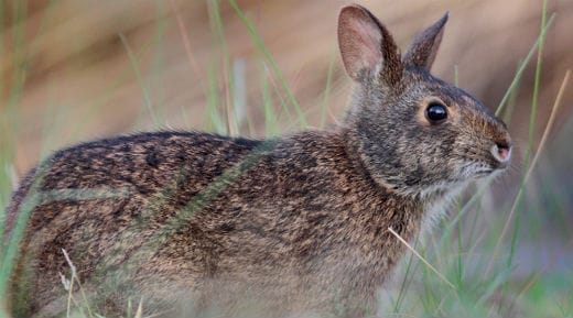 Lower-Keys-Marsh-Rabbit