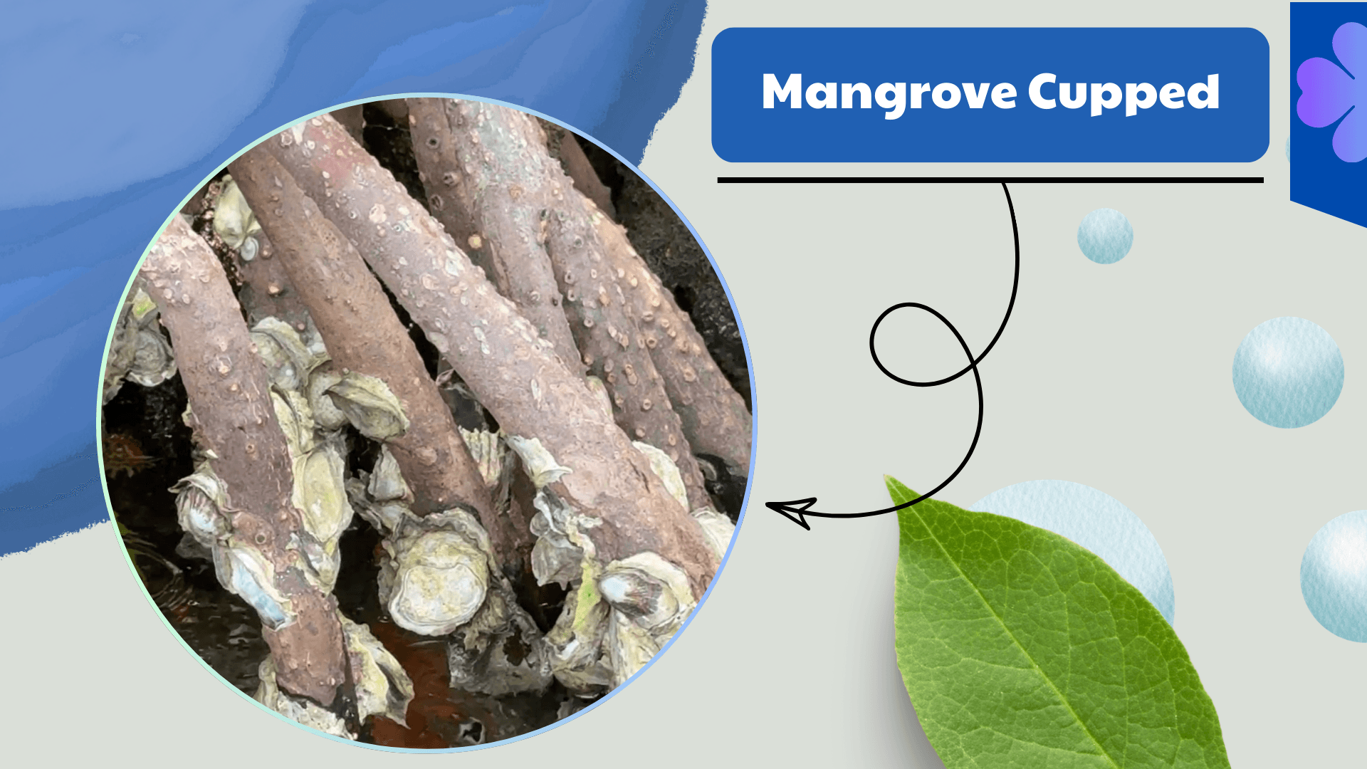 Mangrove Cupped Oyster