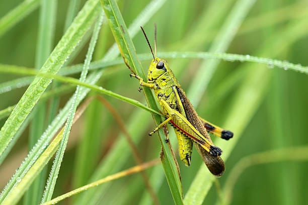 Meadow-Grasshopper