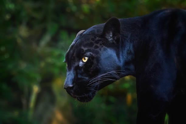 Melanistic-Leopard