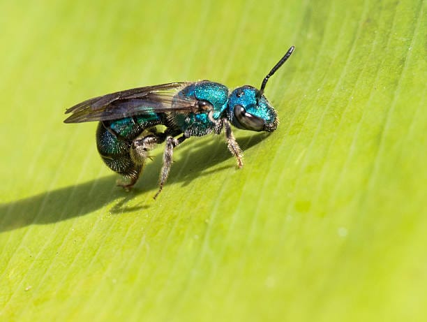 Metallic-Blue-Sweat-Bee