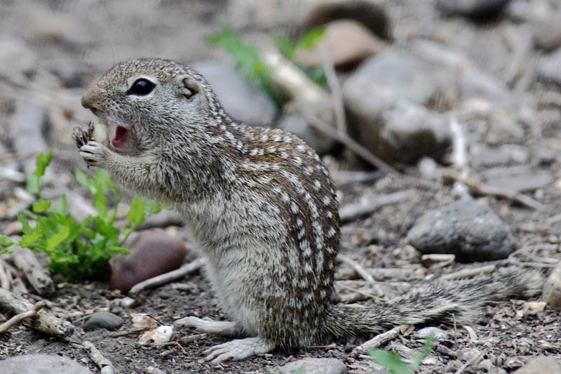 Mexican-Ground-Squirrel