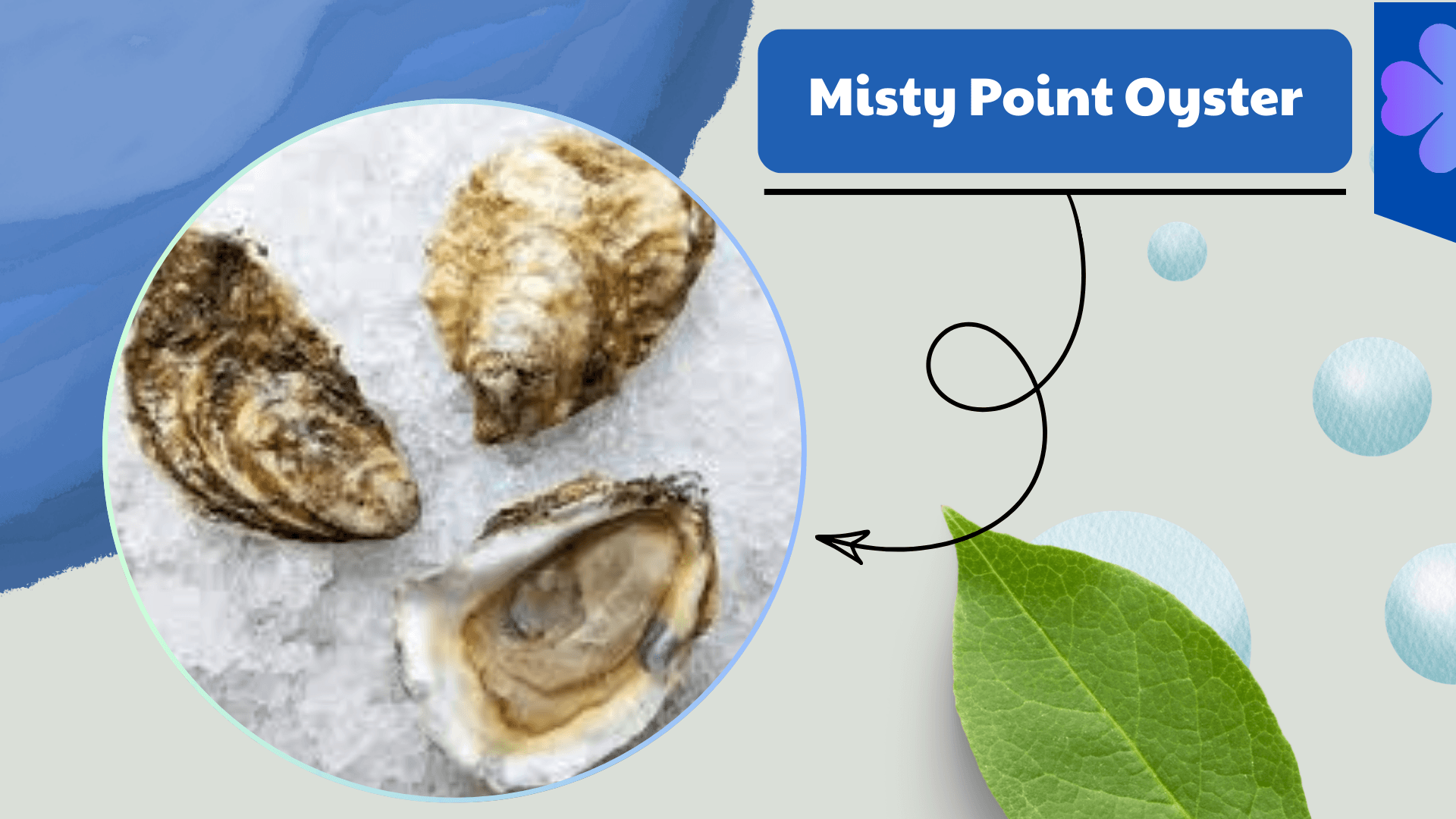 Misty Point Oyster