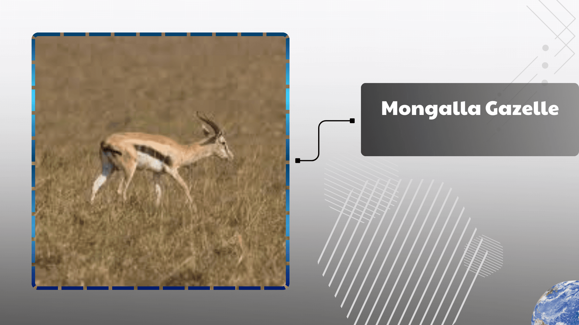 Mongalla Gazelle