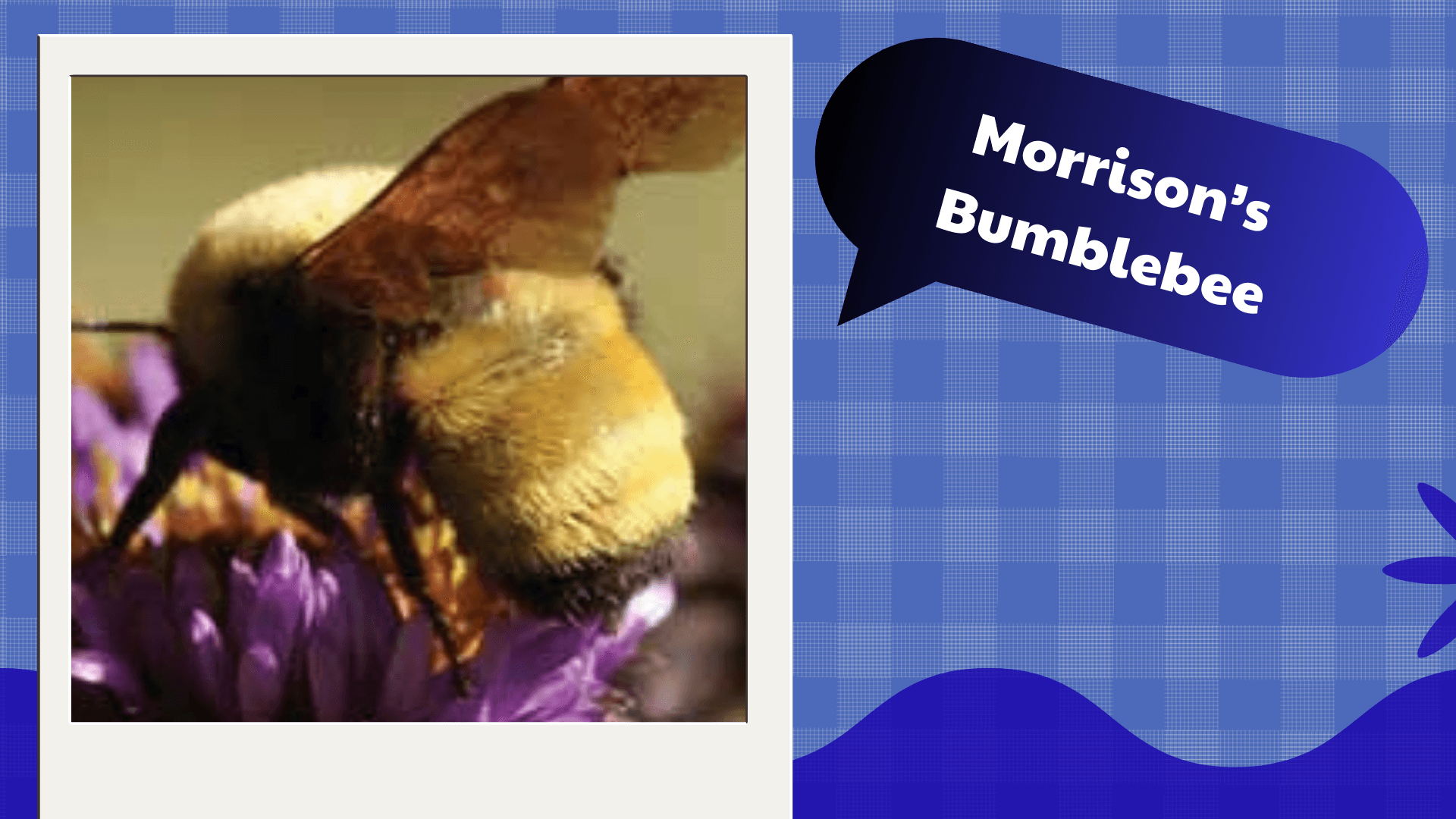 Morrison’s Bumblebee