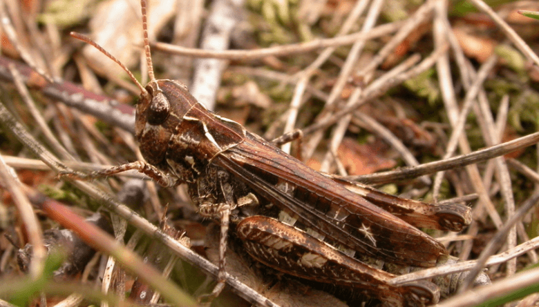 Mottled-Grasshopper