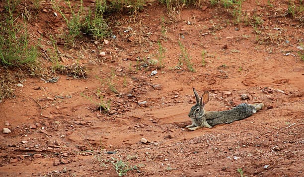 Mountain-Cottontail