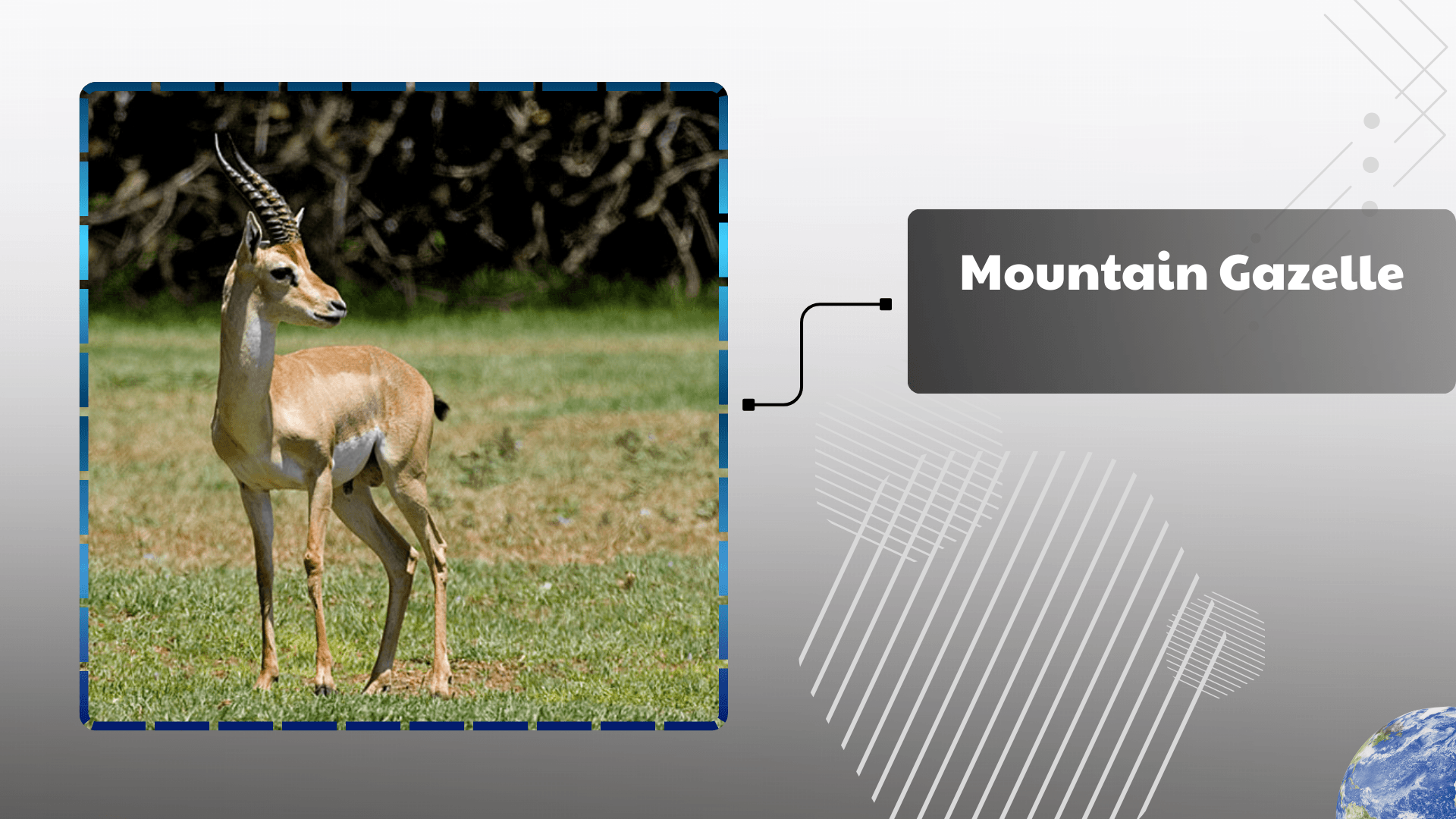 Mountain Gazelle