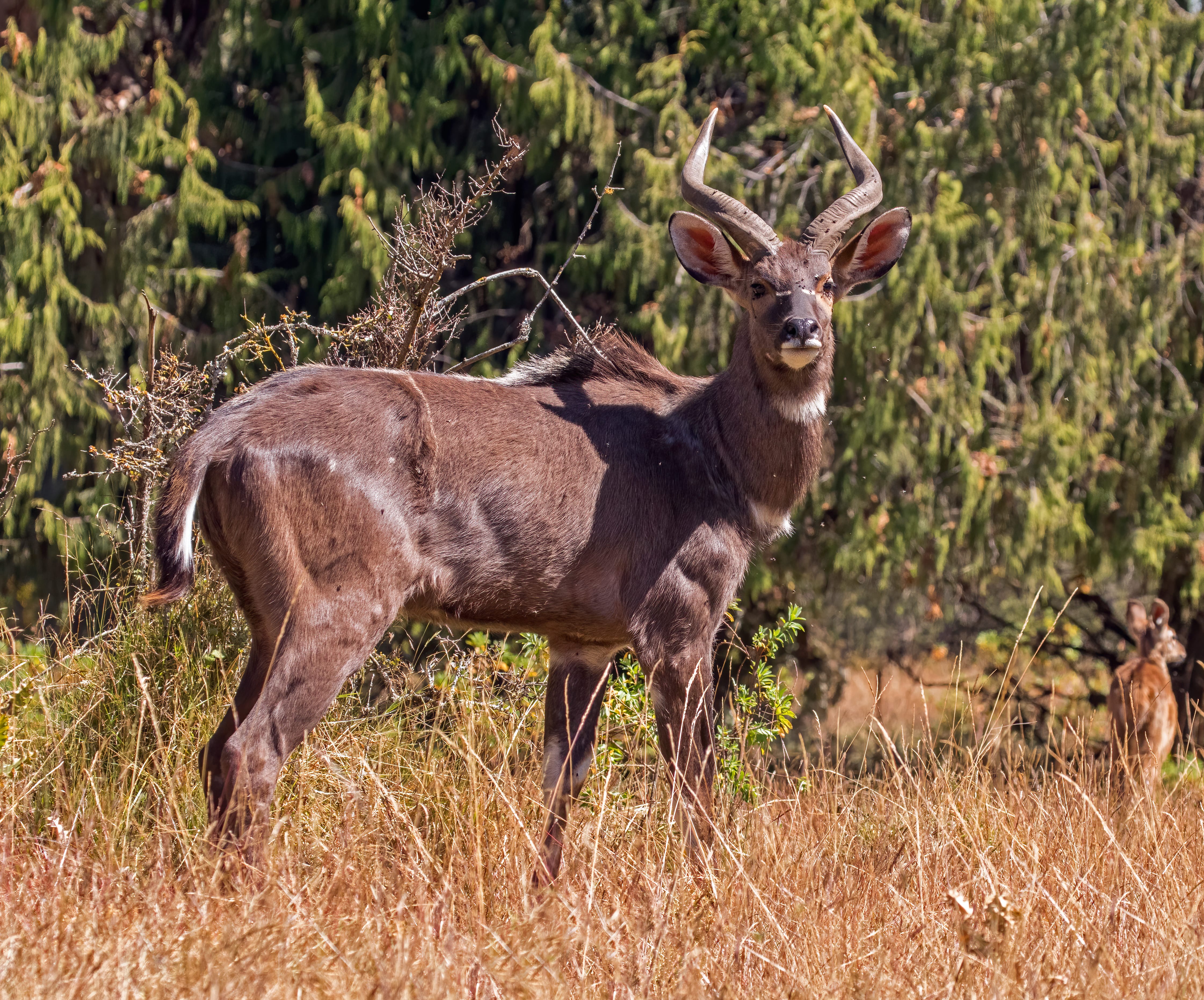 Mountain-Nyala