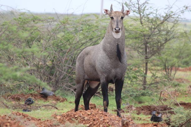 Nilgai