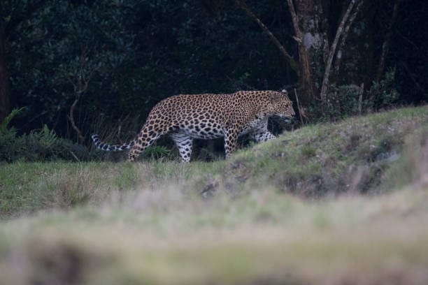 Nilgiri-Leopard